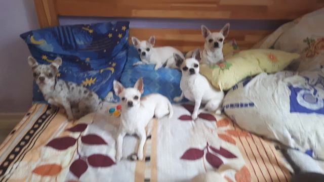 много много глазок чихуахуа из питомника Кастропуло Крым Симферополь