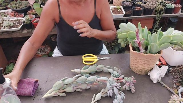 3 Formas De MULTIPLICAR Por Aste Floral/Echeveria Gila.