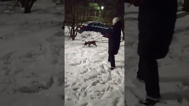Первая прогулка щенка