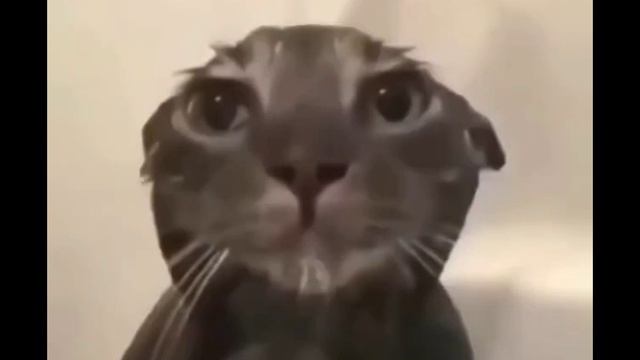 смешные картинки ??