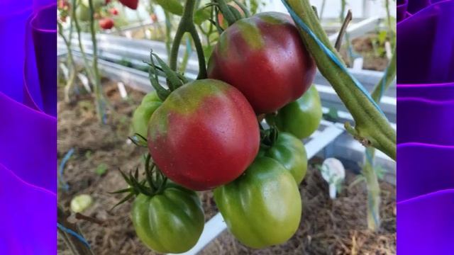 Каталог новых сортов томатов 2023 г. Часть 6. г. Киров.