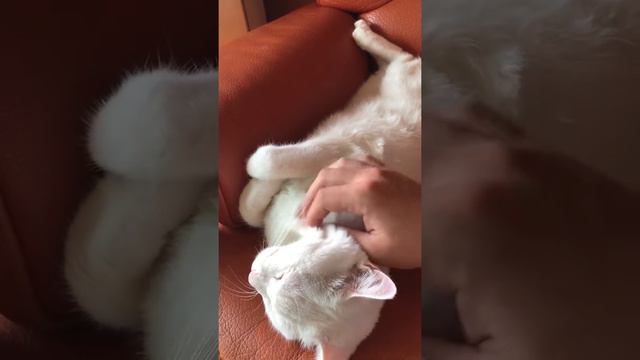 [ 옹군 ] Turkish Angora Cat Sleeping
