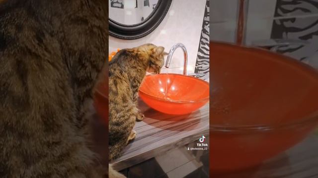 Наш котик любимый