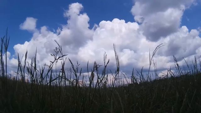 таймлапс летний луг
