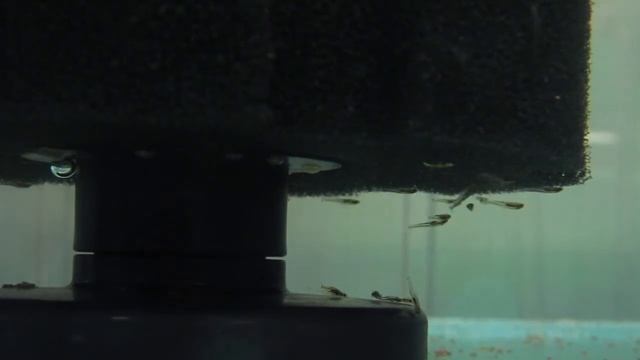 Мальки барбусов денисони.