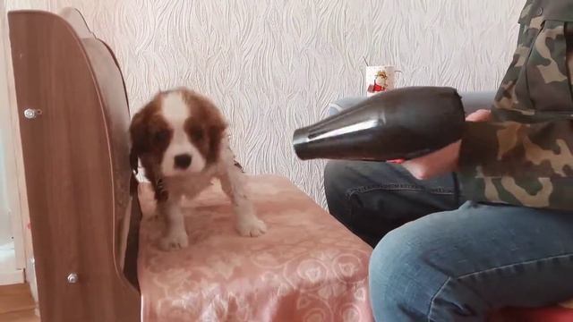 День прививок у щенков кавалер кинг чарльз спаниеля. Питомник Mechta Iz Skazki.