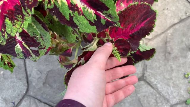 Mighty Coleus! Why I Always Grow This Plant #Favorite Plant