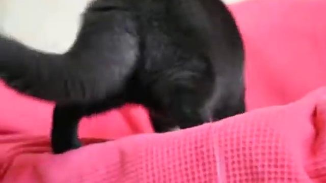 Британская черная кошка котенок в питомнике British  House