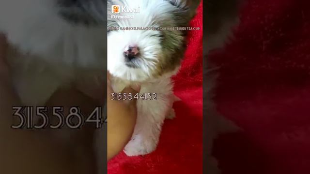 Yorkshire Terrie Blueberry