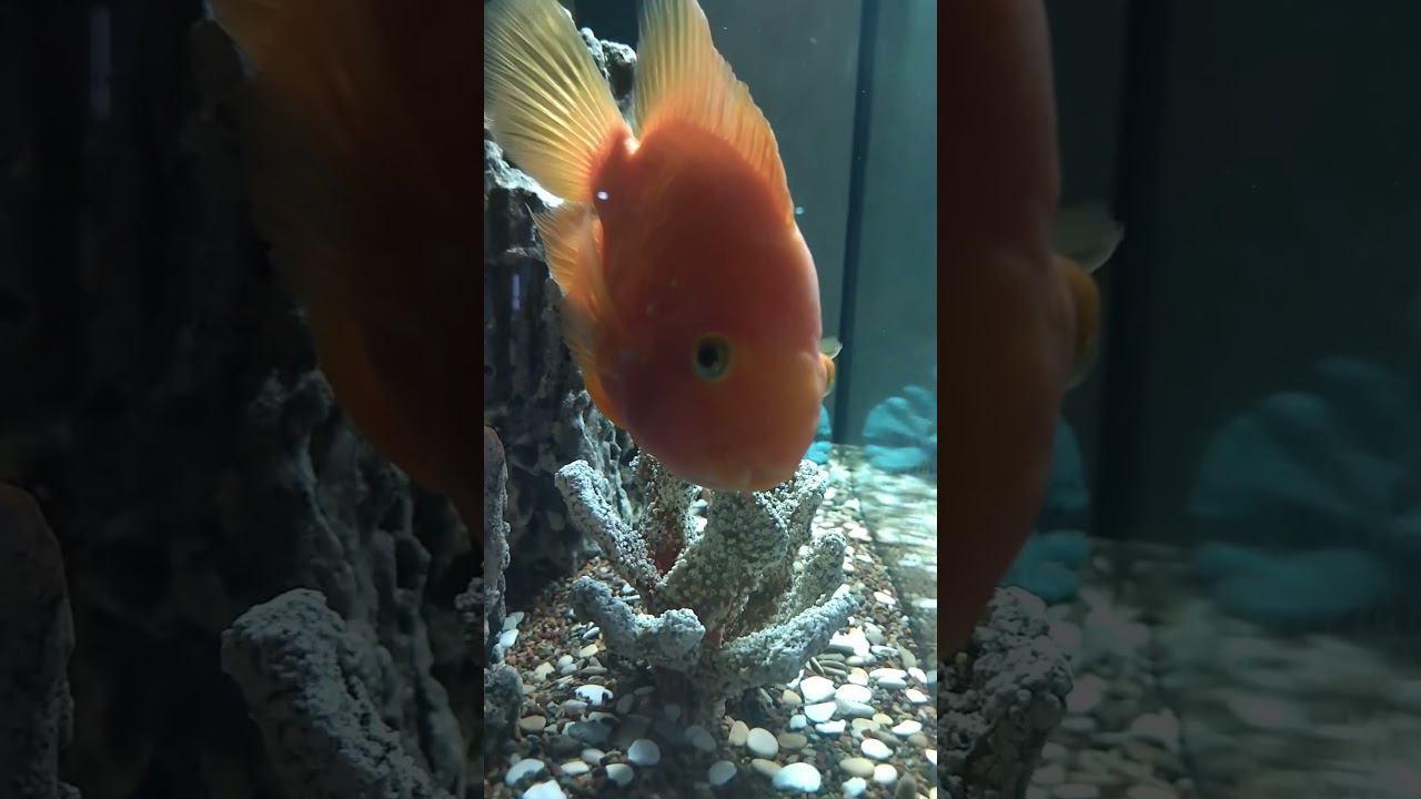 Забавные мордашки! Цихлида попугай. #aquariumshow #aquarium #aqua