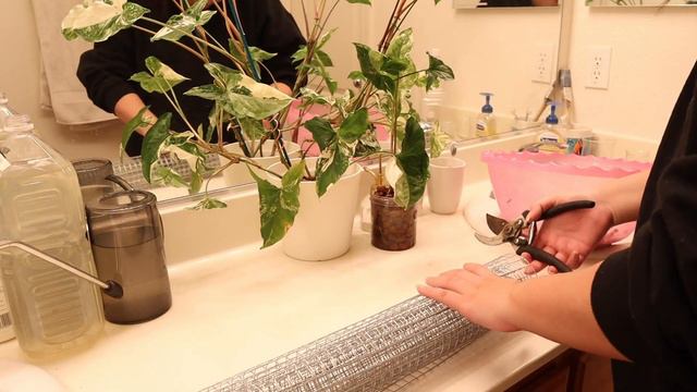 Make BETTER LOOKING Moss Poles! (Update) | Perfect For LECA/Passive Hydro | Bee's House Of Plants