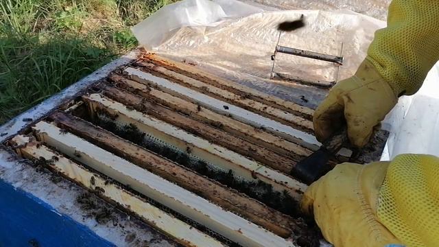 Пасека 11 августа! Взяток продолжается!