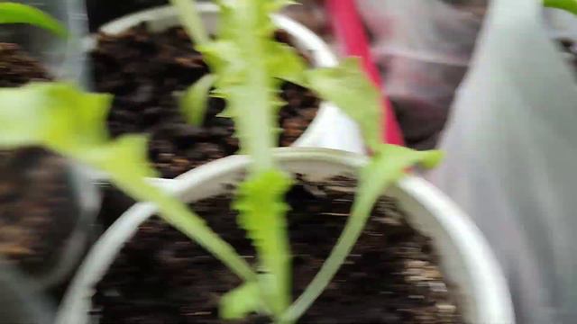 Первая подкормка рассады после пикировки