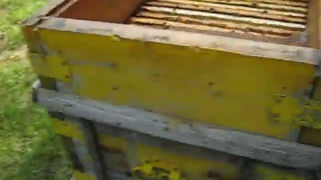 Улей с пчёлами, закрытый сеткой