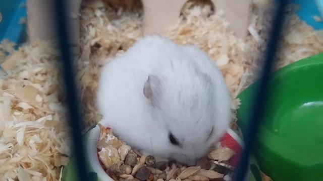 ХОМЯК ПУХЛИК И САМЫЙ СТРАШНЫЙ ПРАНК ОТ ДЖЕССИ!???