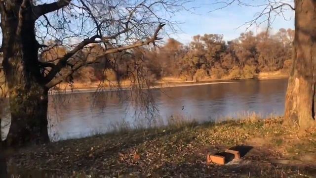 Привезли французским бульдогам подарок из леса...