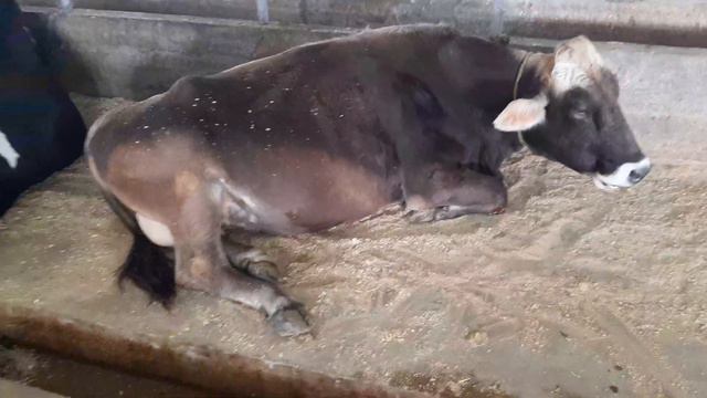 Nemis Paroda Shvets Bo‘g‘oz 8 Oyli O‘tgan. +998930025757 Sotiladi.