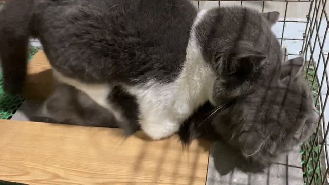 Cat In Heat ? || May Vs Mít || Munchkin Mate || Cat Breeding ?