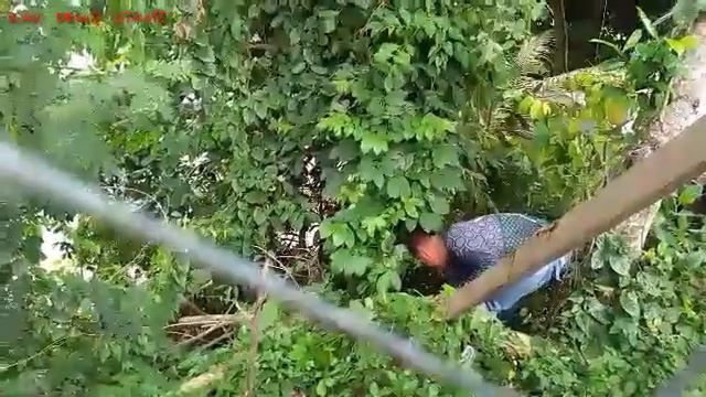 NEMU TANAMAN HIAS ( SYNGONIUM HOLLY ) DI SEMAK TERBENGKALAI || DI KANTOR