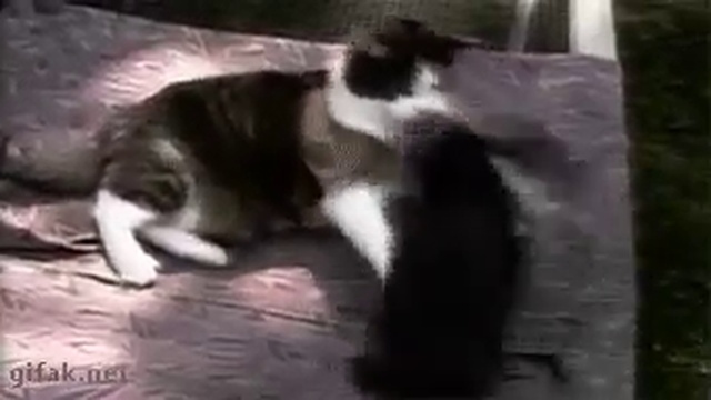 3ae75988f532802a006a13da110515f6