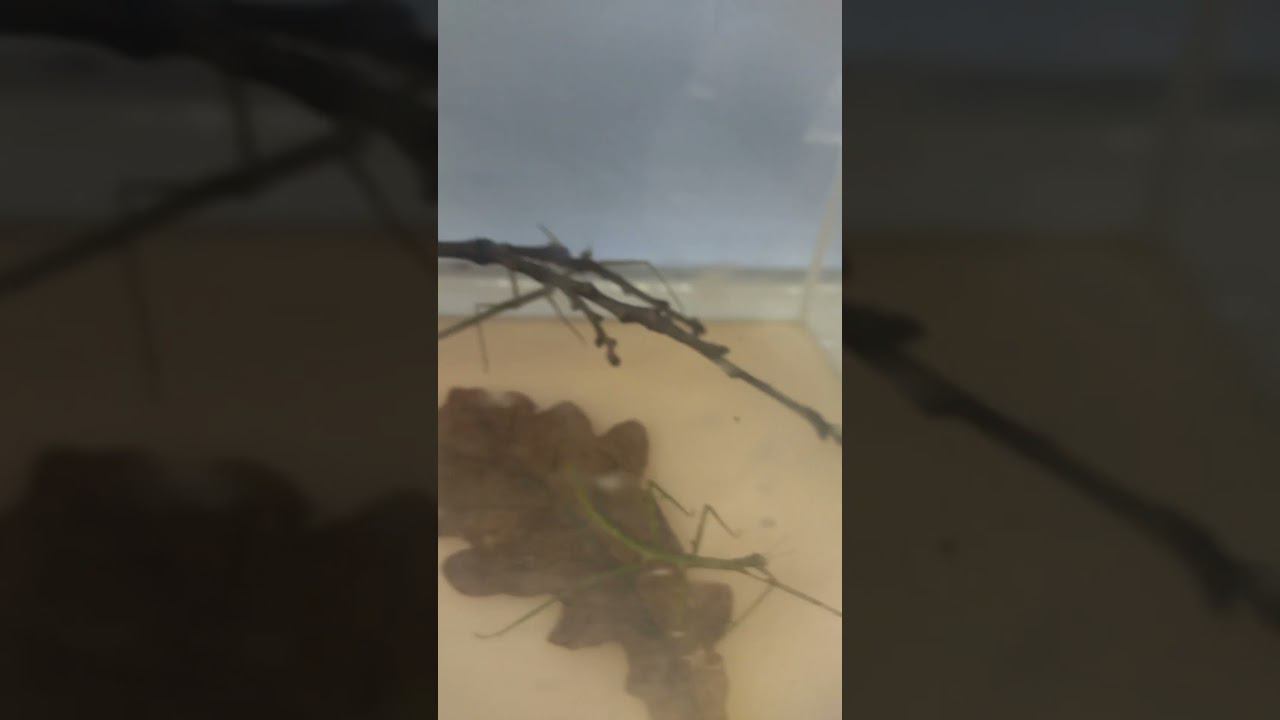 Новые живые существа нашего уголка! Палочники! #aquariumshow