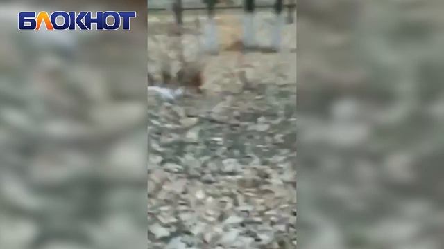 Лису заметили рядом со школой №8 в Волгодонске