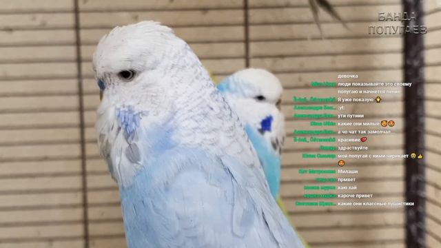 Веселое пение птиц || OnLine общение о птицах в чате