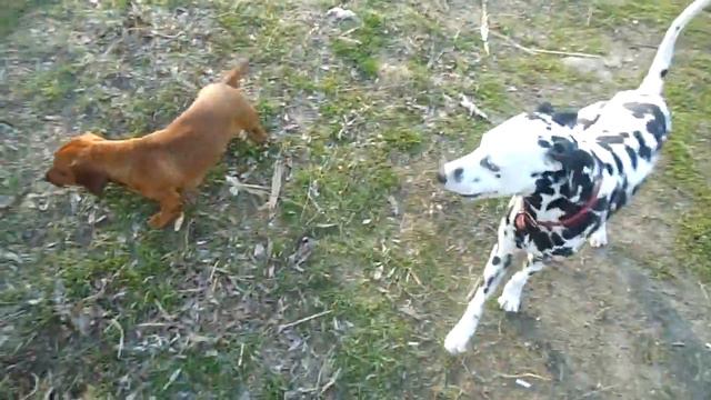 Жестокий бой далматина и таксы!!! ШОК!!!!!