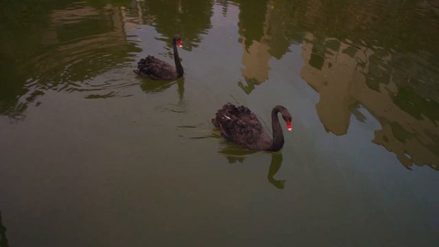 Kamelia & Aleksandar - Wedding Trailer :: Tsarsko Selo