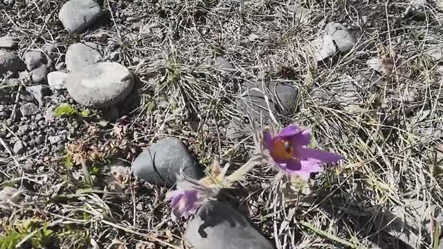 Самый первый весенний цветок и пчела