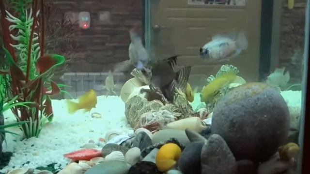 Оригинальный дизайн аквариума