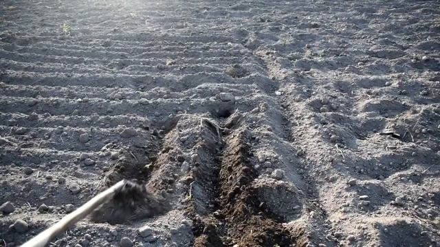 Быстро сажаем картошку | 20 секунд и всё готово