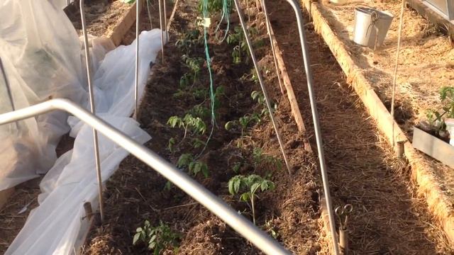 #коллекциятоматов #обзортеплиц #вапреле# высадкарассадытоматоввтеплицы