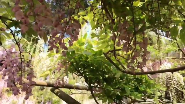 BEAUTIFUL WISTERIA IN NARA - КРАСИВАЯ ГЛИЦИНИЯ В НАРЕ