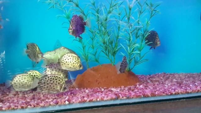 Аргус зеленый ( Green Scat )