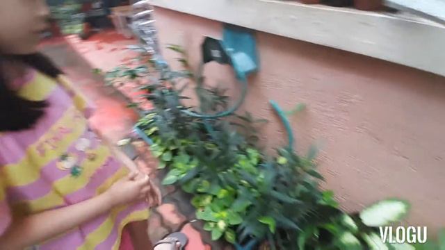 Heart Shaped Plants Collection | Caladium, Pothos, Philodendron, Syngonium