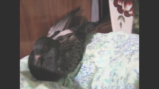 Не мешайте голубю спать )))) // Do Not Interfere With Sleep Dove