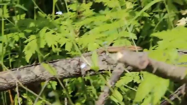 F81b4707c35116308370042574d78ad0