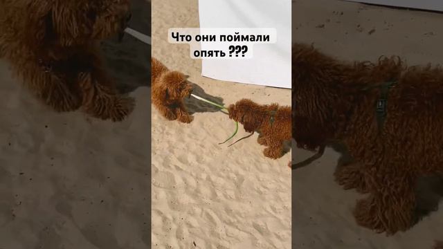 Той пудель опять поймал 🐍 #собаки #мальтипу #пудель #тойпудель #рекомендации #cat #dog #топ #funny