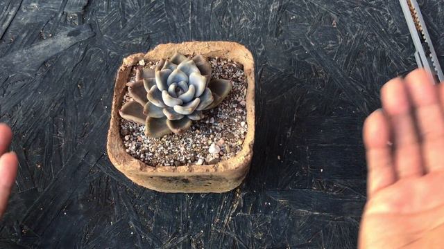 FOUND THIS  BEAUTIFUL RARE SUCCULENT IN MY COLLECTION | SUCCULENT CARE TIPS