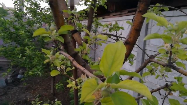 Хлороз яблуни.  Мой метод лечения.