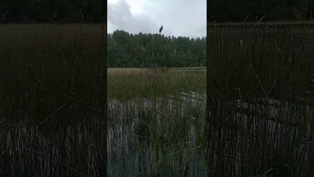 Звуки природы ?Вуокса.?️ #карельскийперешеек #рыбалка #поход #вуокса #ленобласть #природа