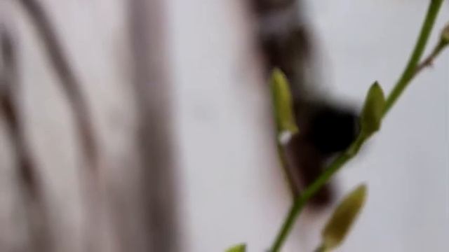 Canon EOS 650D + Kit Lens HD Video