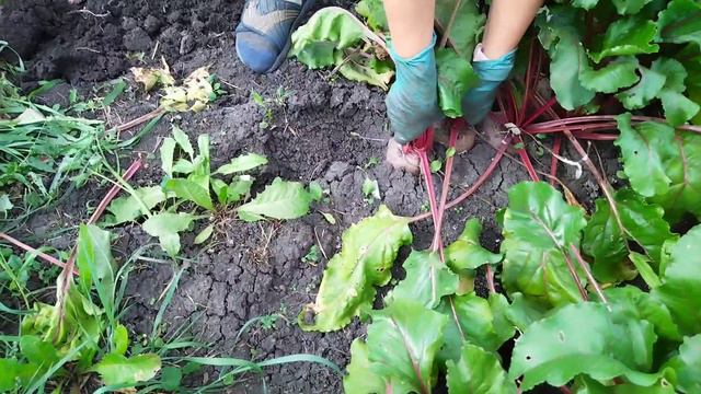 Собираем урожай | Встречаем гостей  | Профилактика депрессии