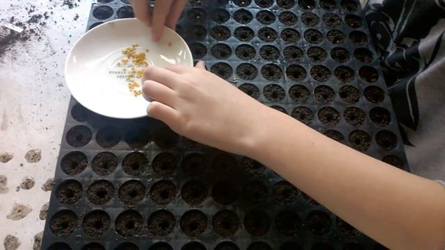 ПОСАДКА ПЕРЦА В КАССЕТЫ жесть приколы спорт #)))