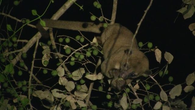 Kinkajou, Forest Canopy, Belize. Кинкажу, крона леса, Белиз (373sp)