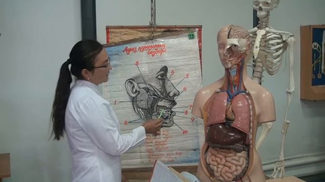 Анатомия.Ас қорту бездері