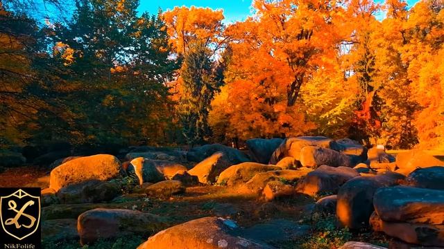 Морской конёк и золото