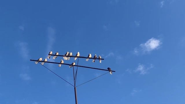 Николаевские голуби города Бугуруслан