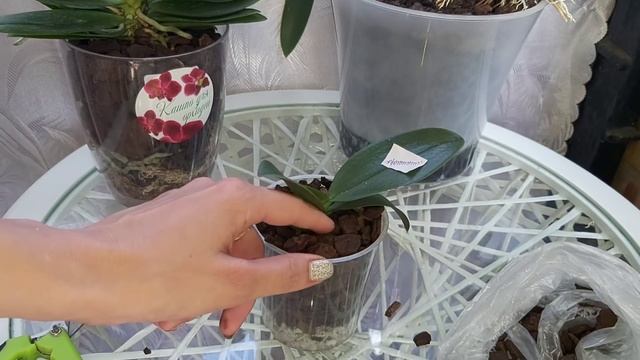 Разбираем РАСПРОСТРАНЕНИЕ ОШИБКИ в ПОСАДКЕ орхидеи Фаленопсис и Первый полив КАК ПРАВИЛЬНО?